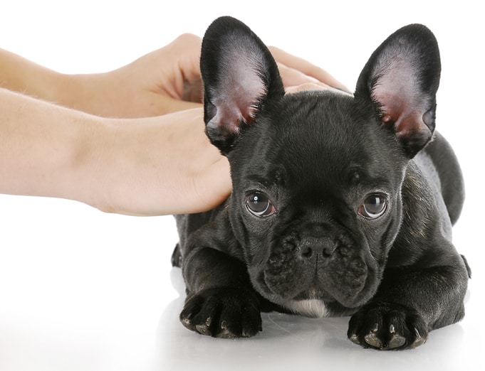 Who Needs Animal Massage? | Animal Wellness Guide