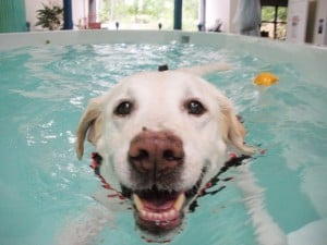 Canine Hydrotherapy Jacob