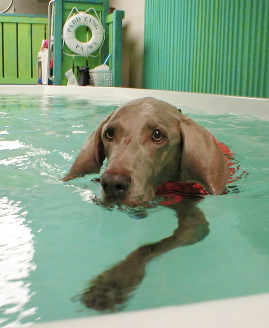 Canine Hydrotherapy - Sophie