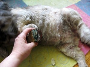 Crystal healing for animals