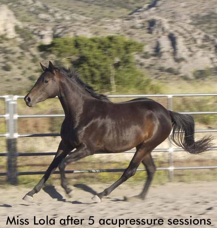 Ms-Lola: Allergy relief for a horse