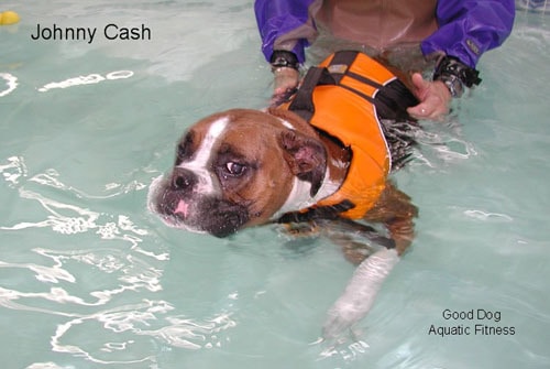 Canine hydrotherapy at Good Dog Aquatic Fitness