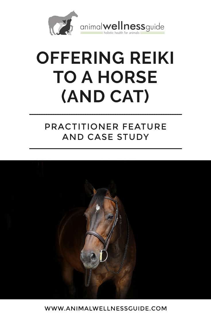 Offering Reiki To A Horse (And Cat): Animal Reiki practitioner feature and case study