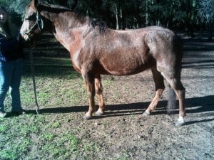 Tennessee Walking mare before Craniosacral therapy