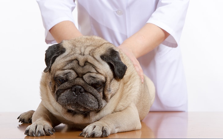 Animal Chiropractic | Animal Wellness Guide