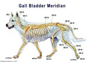 Canine acupressure points chart: Gall-Bladder-Meridian