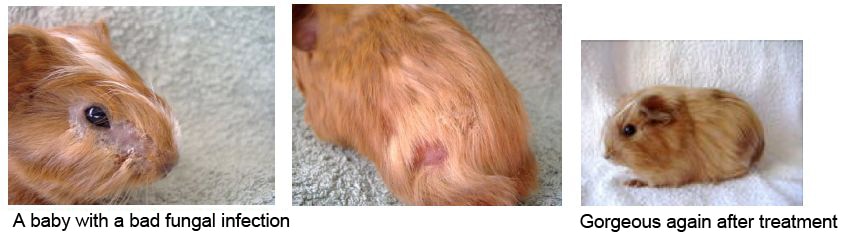 Aromatherapy for Guinea Pig skin problems | Animal Wellness Guide