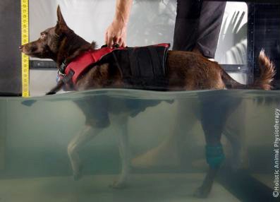 Animal Physiotherapy: Underwater treadmill