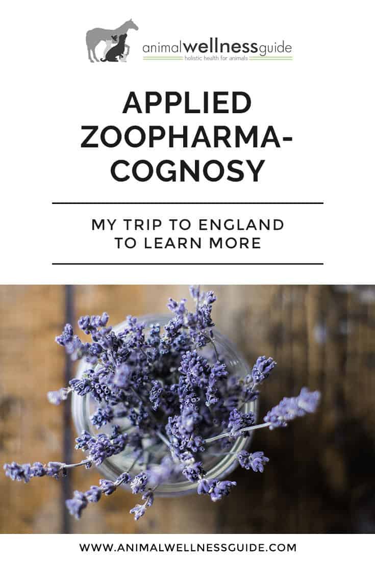 Applied Zoopharmacognosy and My Trip to England | Helping Animals Heal Themselves