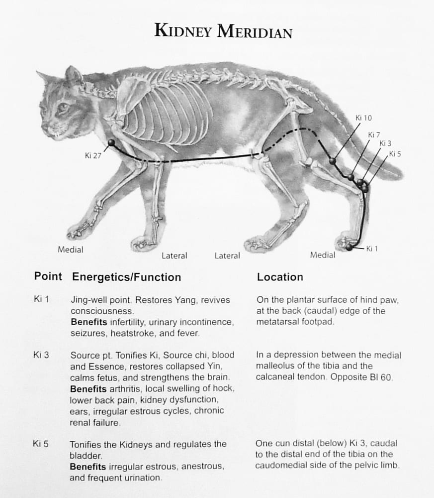 Acu-Cat Kidney Meridian