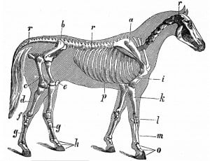 Equine skeleton