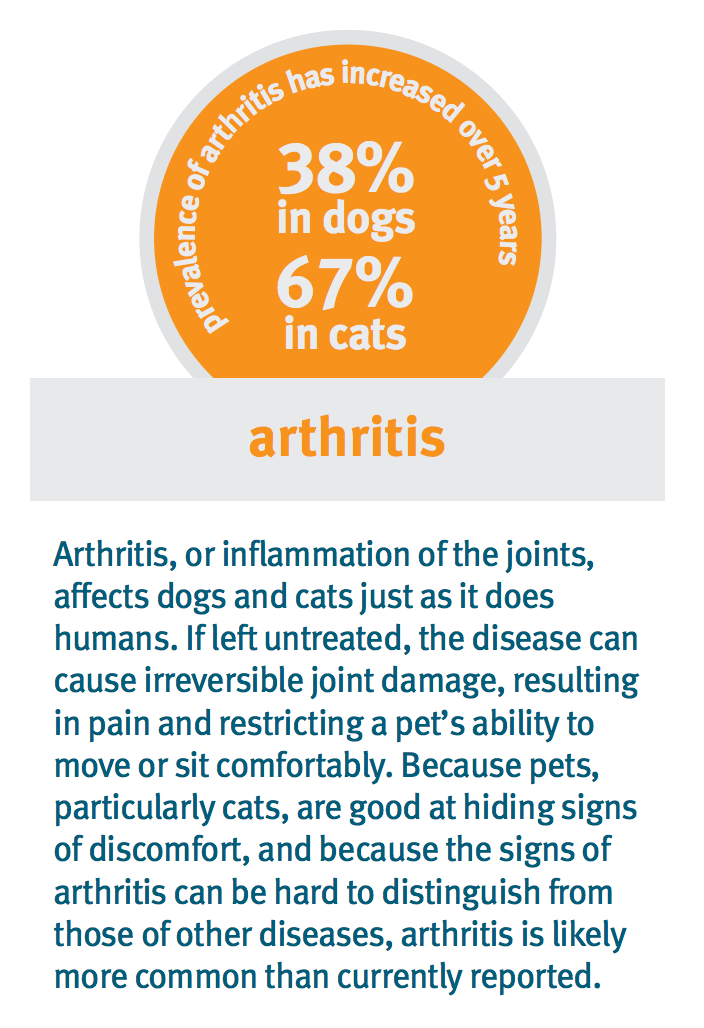 Arthritis in dogs and cats