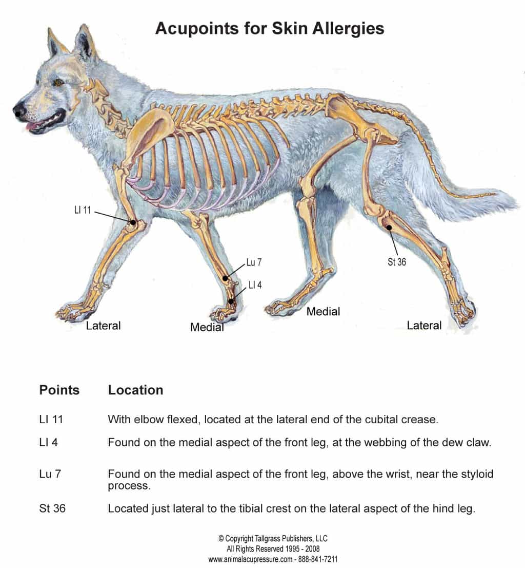 Acupoints for canine skin allergies