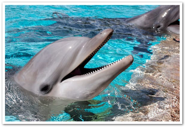 Marine Mammals: Dolphin by Cattie Coyle