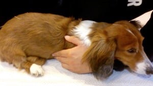 Momo the dog getting acupuncture