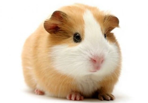 Trusting your intuition - Guinea pig