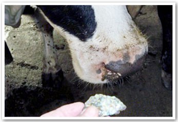 Crystal healing with cow