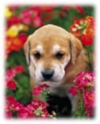 Flower essence: Puppy