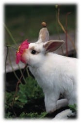 Flower essence: Rabbit