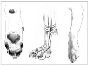 Canine-front-paw