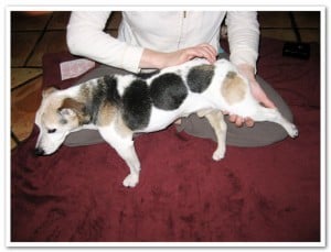 Canine Manual Ligament Therapy