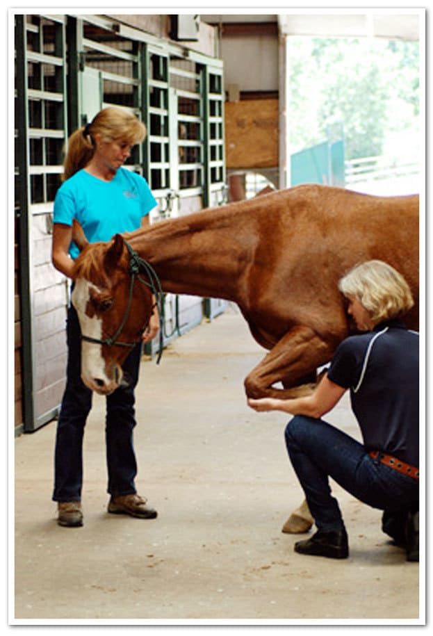 Equine Manual Ligament Therapy