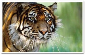 Who we are: Sumatran tiger