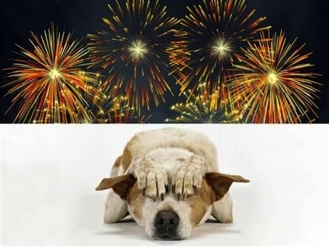 Animal safety: Dog and fireworks