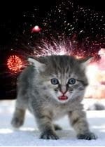 Kitten and fireworks