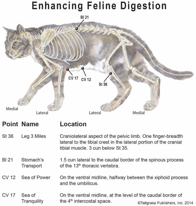 Feline digestion acupressure chart