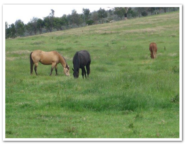 Equine grief and the bladder meridian