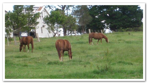 Equine grief and the bladder meridian 2