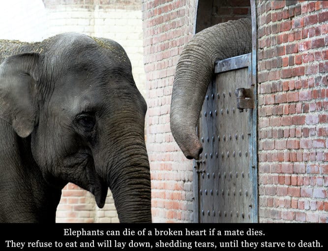 Grief and loss in elephants | Animal Wellness Guide
