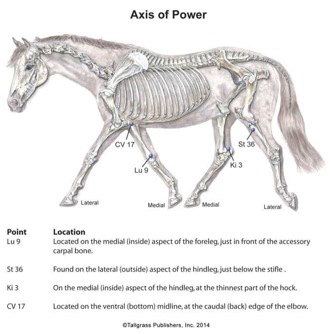 Equine Axis of Power Acupressure Chart