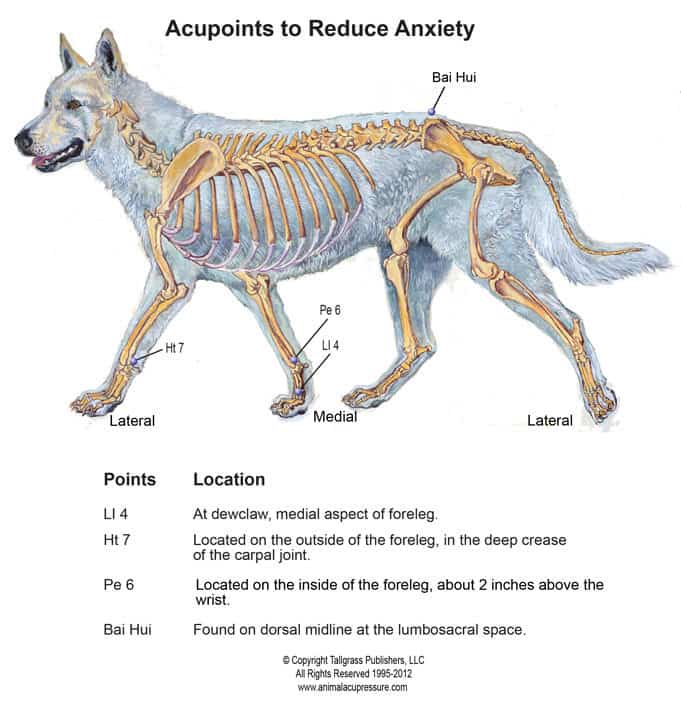 Acupressure points for canine anxiety