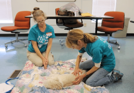 Massage at animal shelters