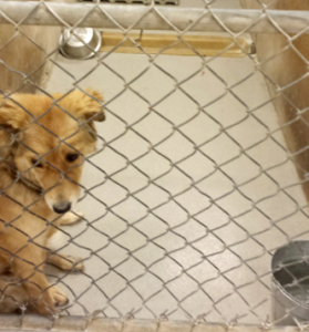 Dog in animal shelter