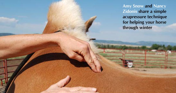 Boost your horse's immune system with acupressure