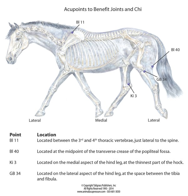 Acupoints to benefit your horse's joints and chi