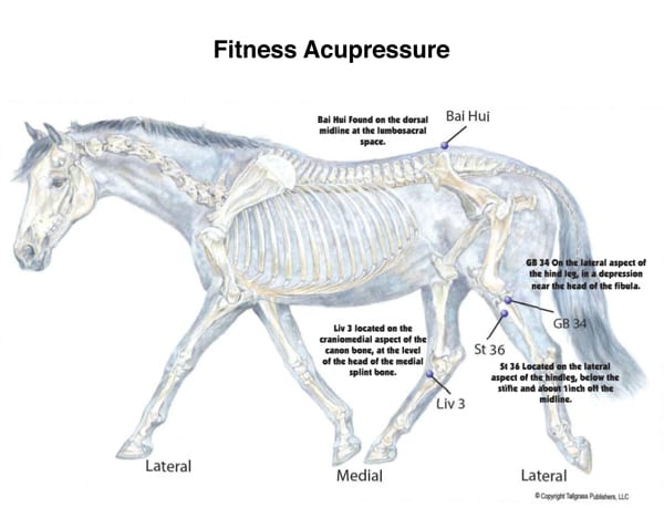 Equine fitness acupressure chart