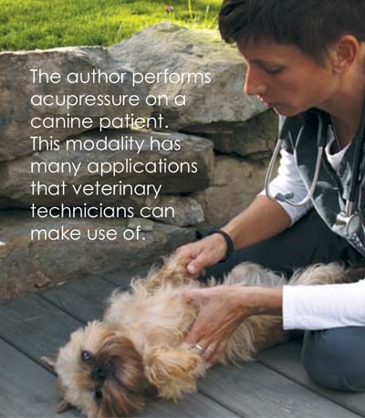 Jill Golgosky doing canine acupressure