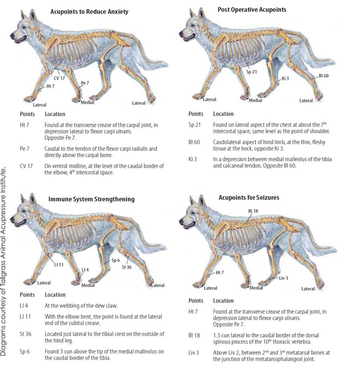 Canine acupressure points for anxiety, seizures, immune system and post operative treatments 