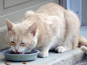 Acupressure for feline diabetes | Animal Wellness Guide