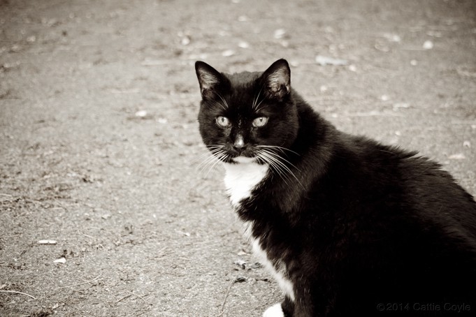 Cat by Cattie Coyle Photography