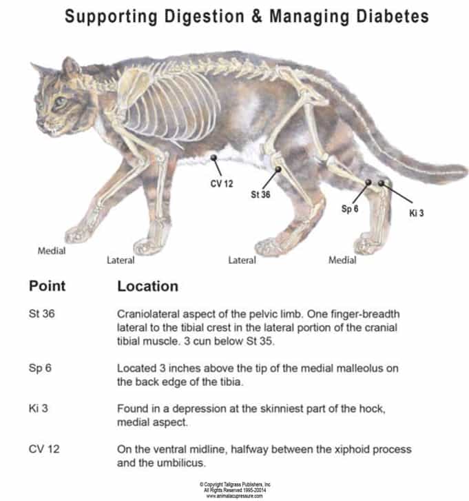 Feline diabetes acupressure chart | Animal Wellness Guide