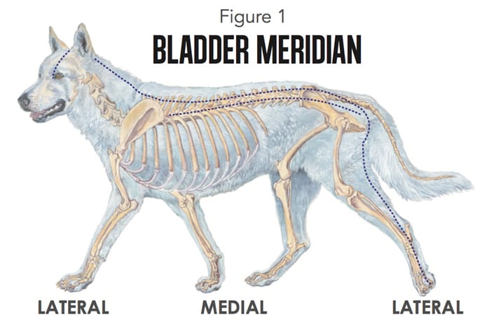 Acupressure-Massage for puppy mill survivors: Canine Acupressure Bladder Meridian chart