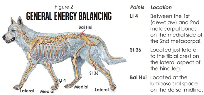 Acupressure-Massage for puppy mill survivors: Canine Acupressure Chart General Balancing Points