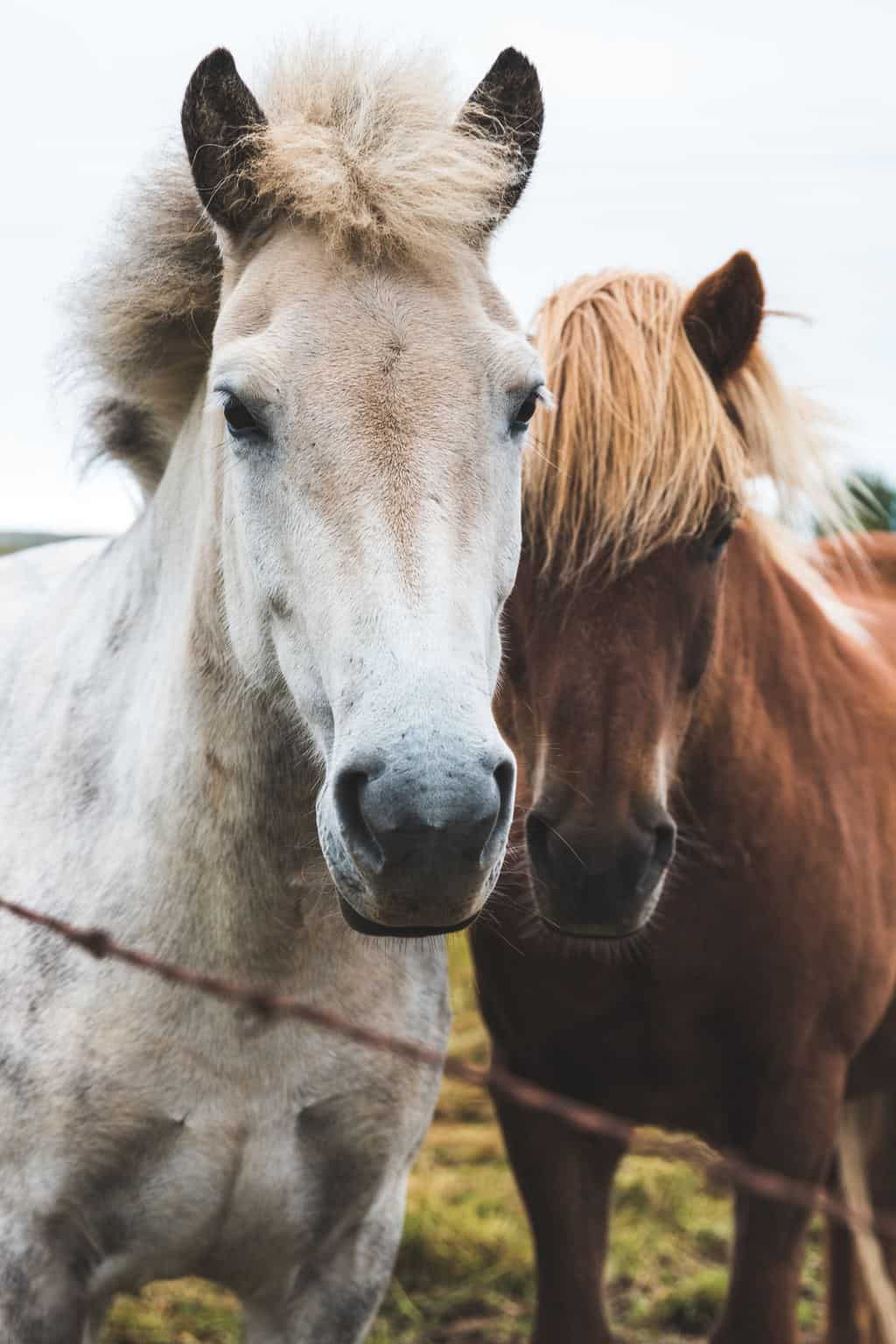 Healing horses with Reiki - Animal Wellness Guide