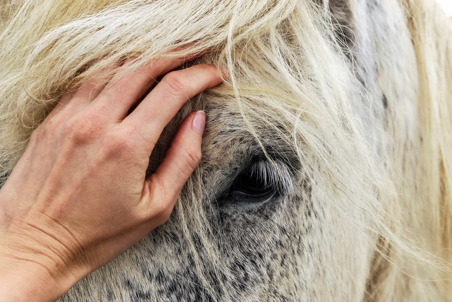 Reiki energy healing for horses - Animal Wellness Guide