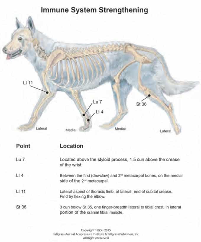 Immune System Strengthening acupressure points chart | Animal Wellness Guide